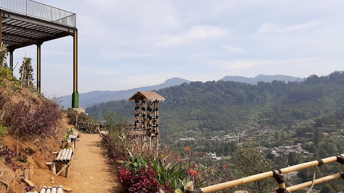 Paragaya Puncak